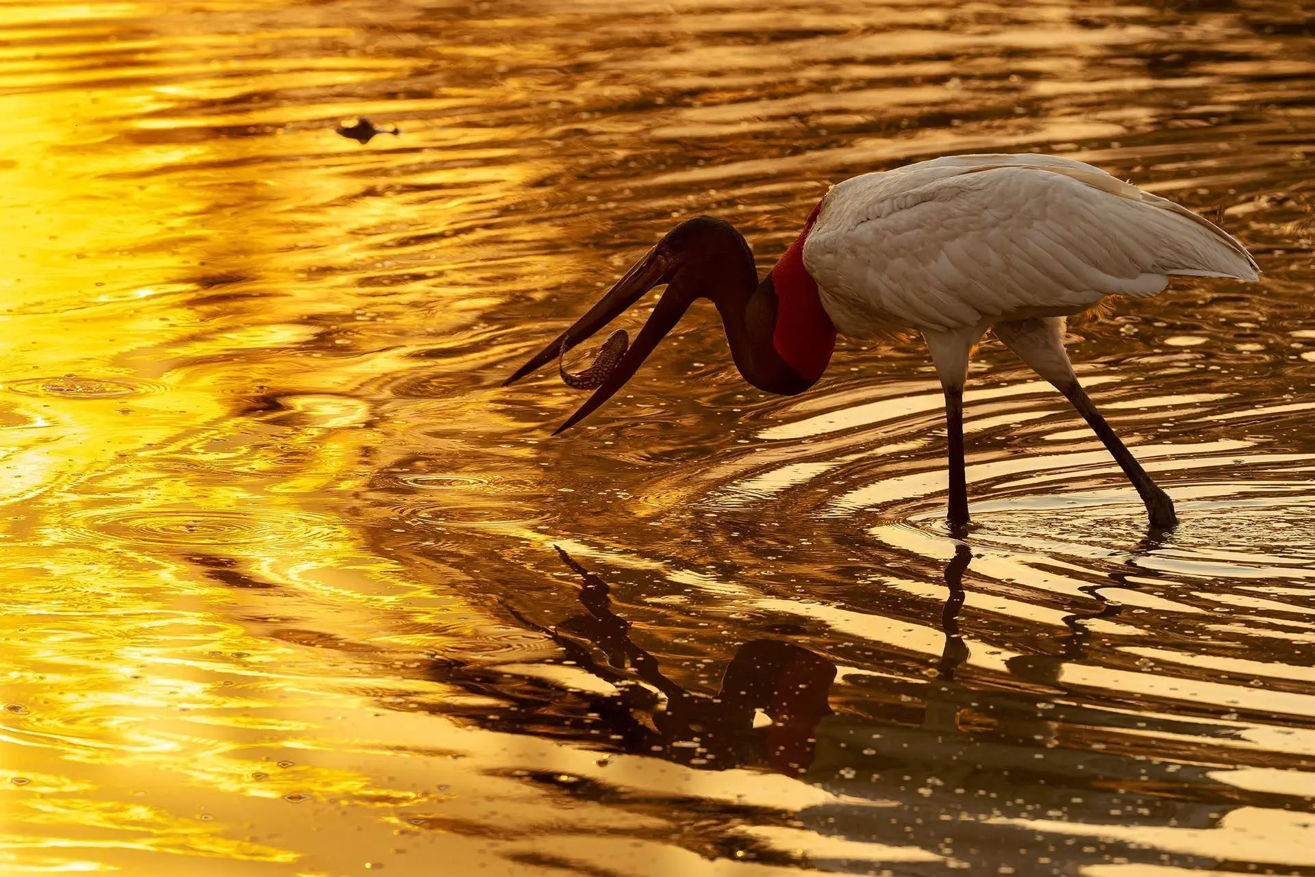 Bild: 9783982645308 | Pantanal | Leben im Zyklus von Überschwemmung und Dürre | Köppert