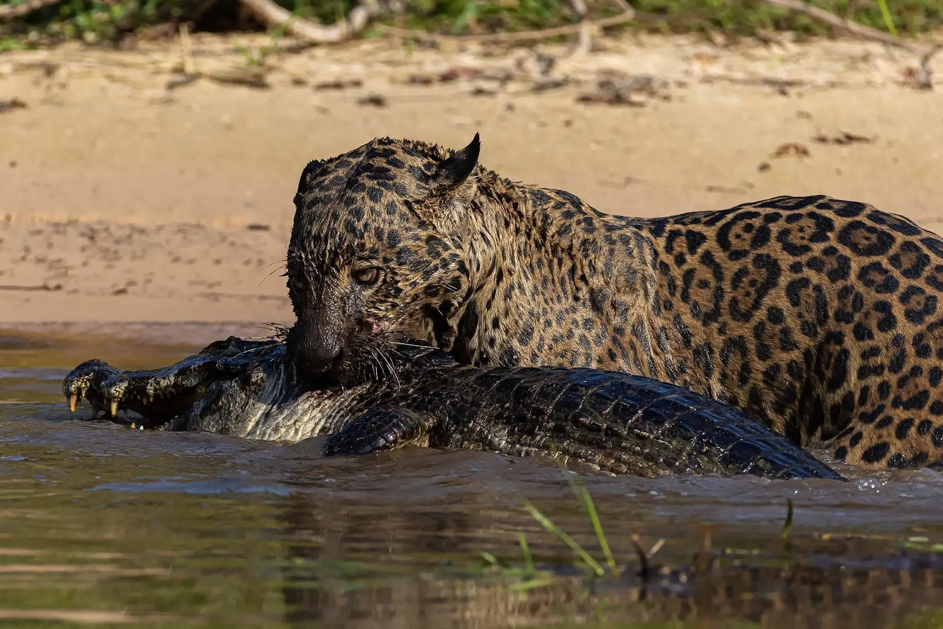 Bild: 9783982645308 | Pantanal | Leben im Zyklus von Überschwemmung und Dürre | Köppert
