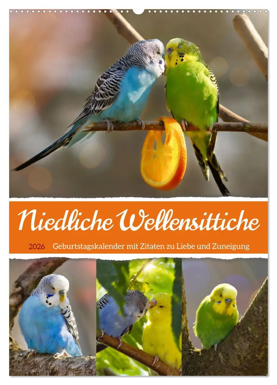 Cover: 9783516335408 | Niedliche Wellensittiche (Wandkalender 2026 DIN A2 hoch), CALVENDO...