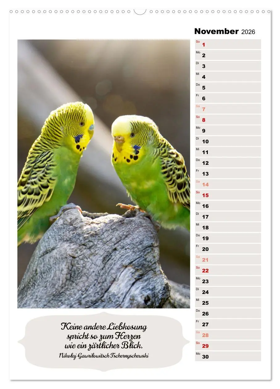 Bild: 9783516335408 | Niedliche Wellensittiche (Wandkalender 2026 DIN A2 hoch), CALVENDO...