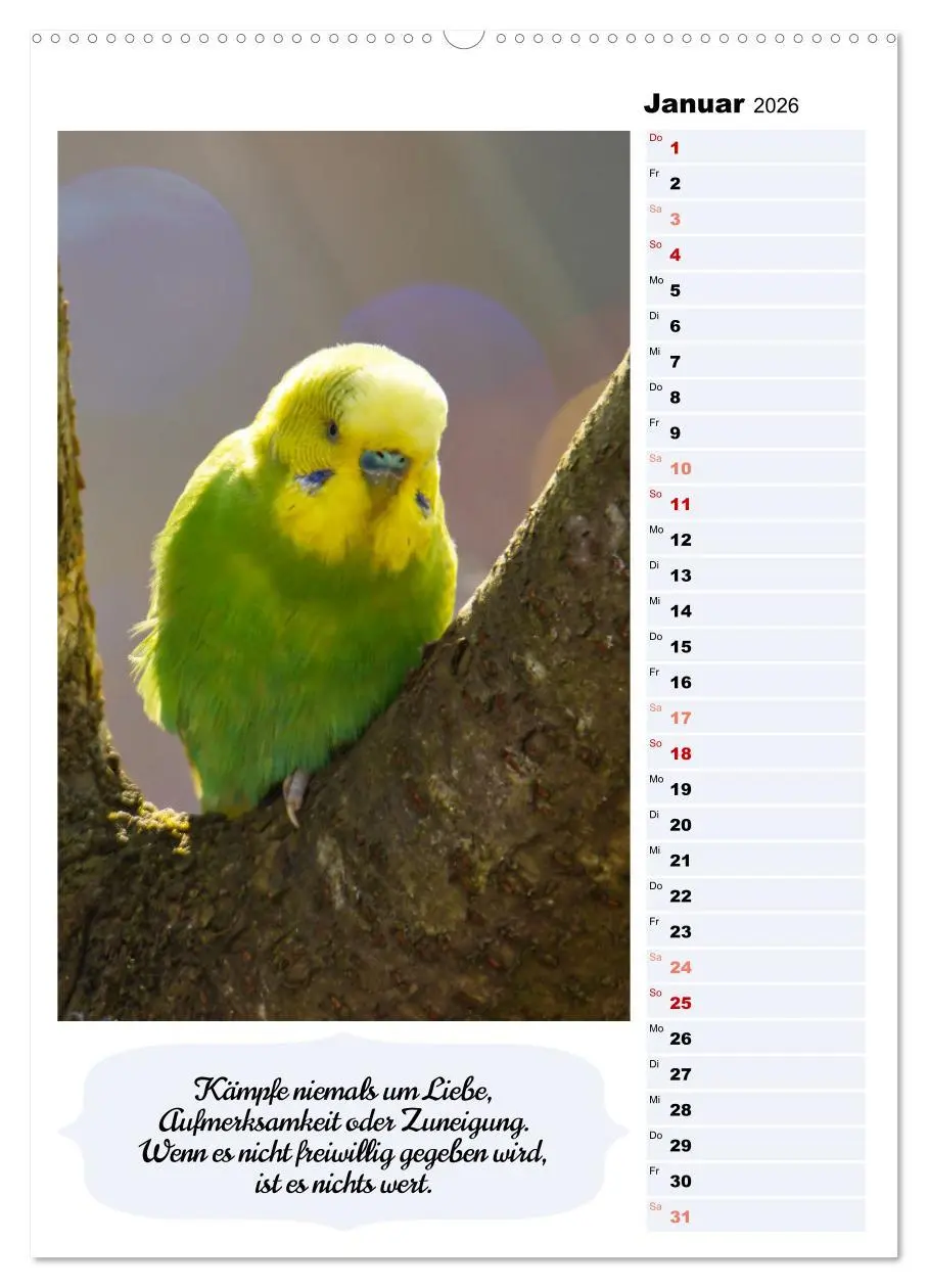 Bild: 9783516335408 | Niedliche Wellensittiche (Wandkalender 2026 DIN A2 hoch), CALVENDO...