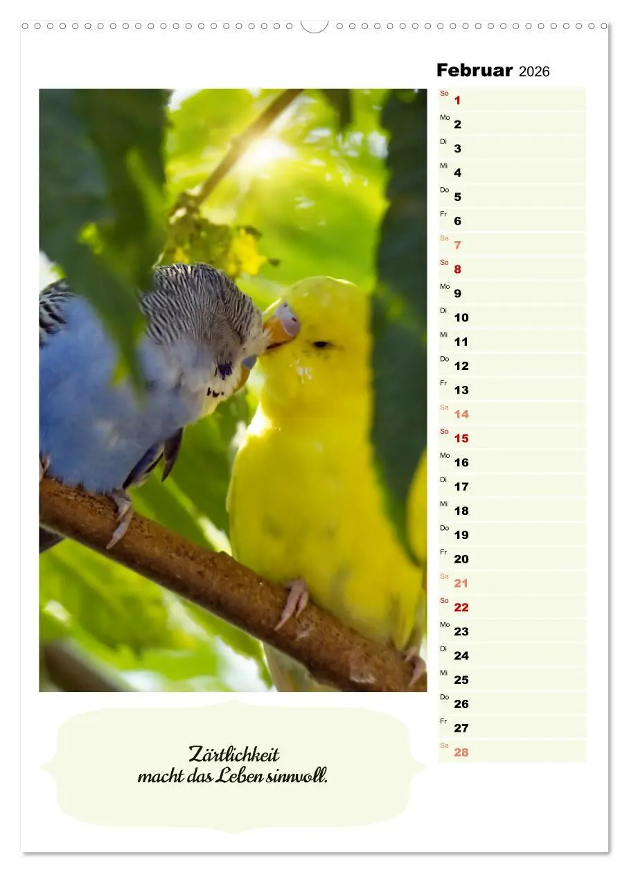 Bild: 9783516335408 | Niedliche Wellensittiche (Wandkalender 2026 DIN A2 hoch), CALVENDO...