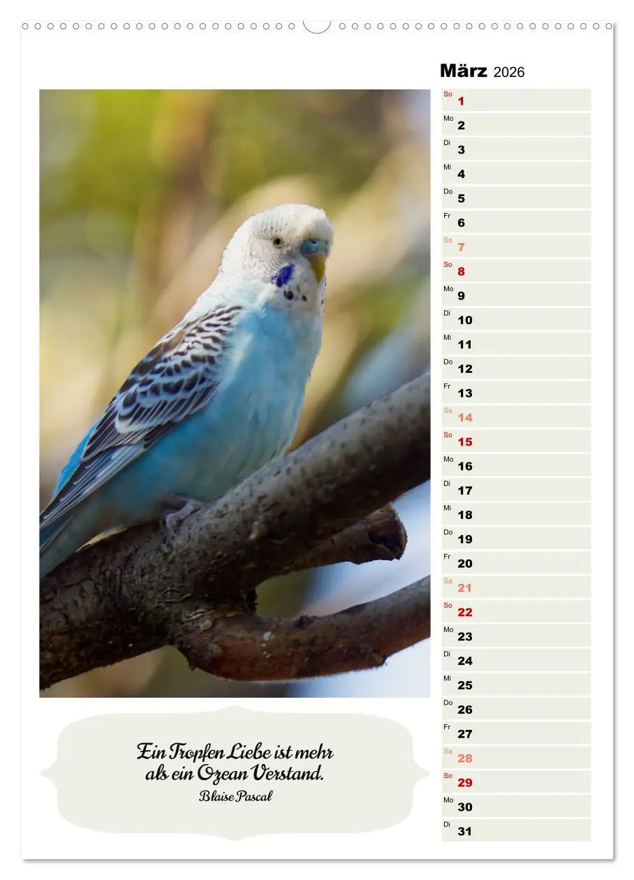 Bild: 9783516335408 | Niedliche Wellensittiche (Wandkalender 2026 DIN A2 hoch), CALVENDO...