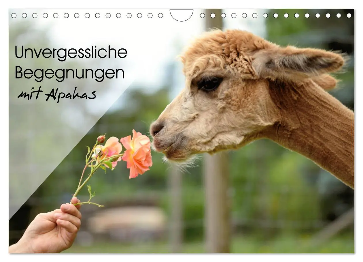 Cover: 9783457855508 | Unvergessliche Begegnungen mit Alpakas (Wandkalender 2026 DIN A4...
