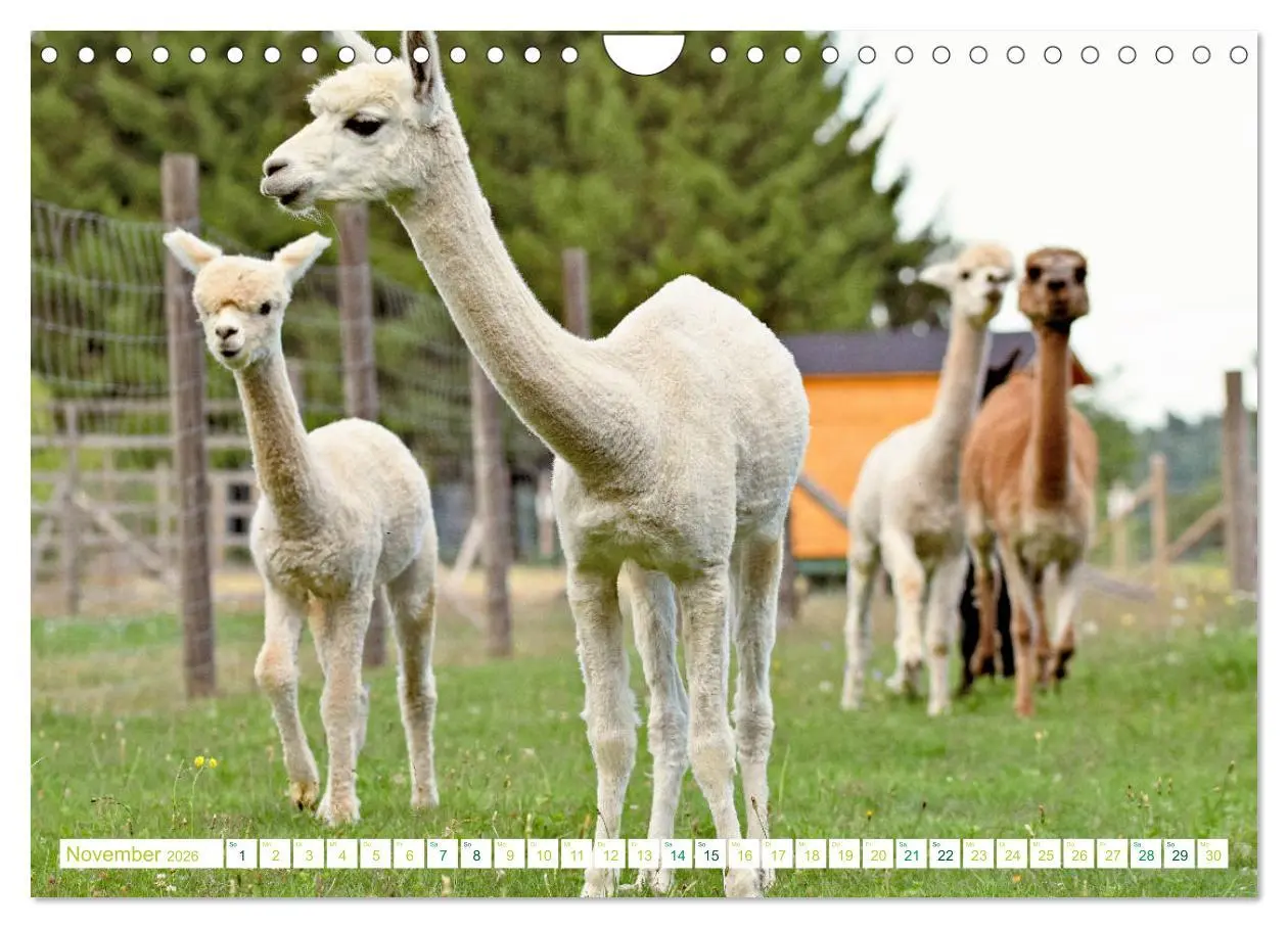 Bild: 9783457855508 | Unvergessliche Begegnungen mit Alpakas (Wandkalender 2026 DIN A4...