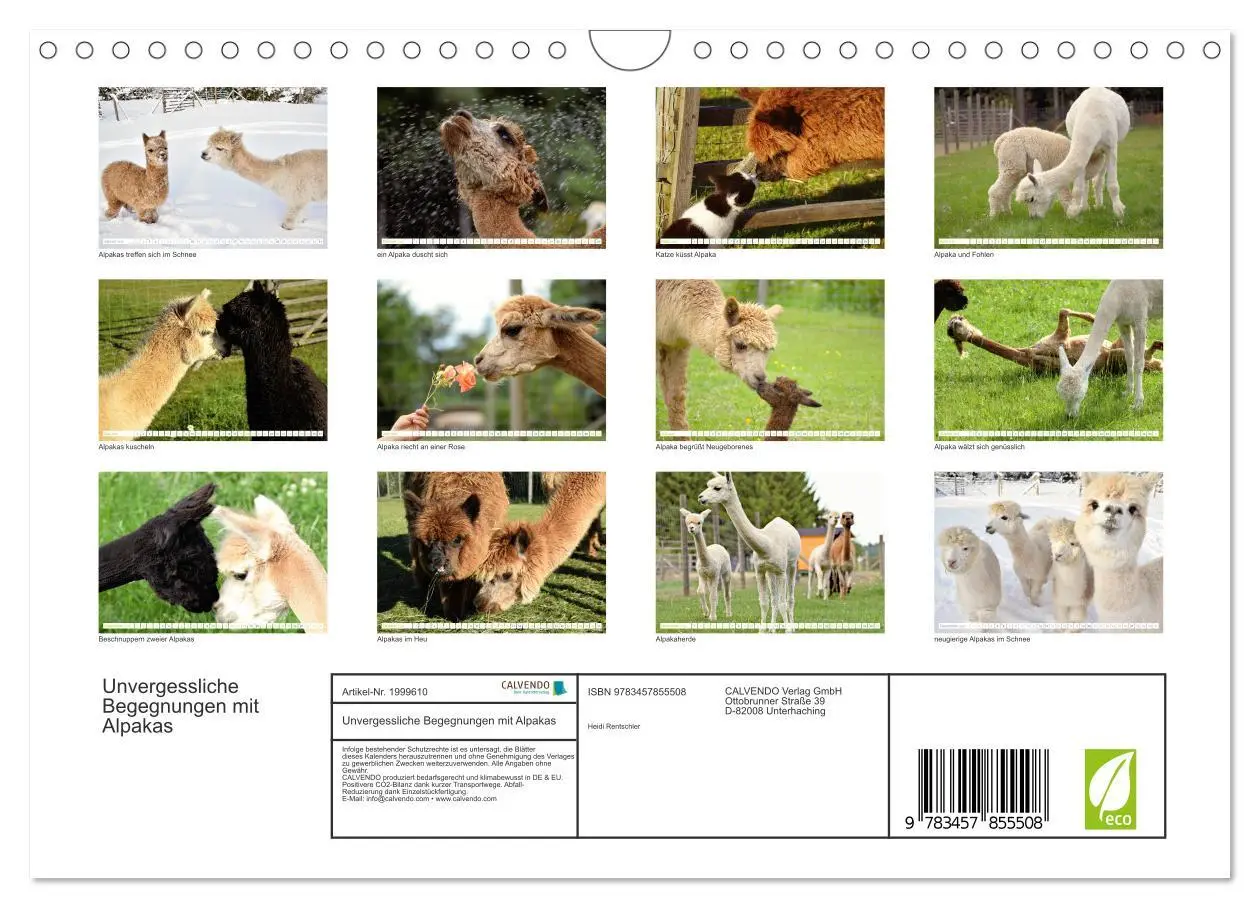 Bild: 9783457855508 | Unvergessliche Begegnungen mit Alpakas (Wandkalender 2026 DIN A4...