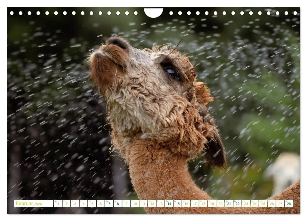 Bild: 9783457855508 | Unvergessliche Begegnungen mit Alpakas (Wandkalender 2026 DIN A4...