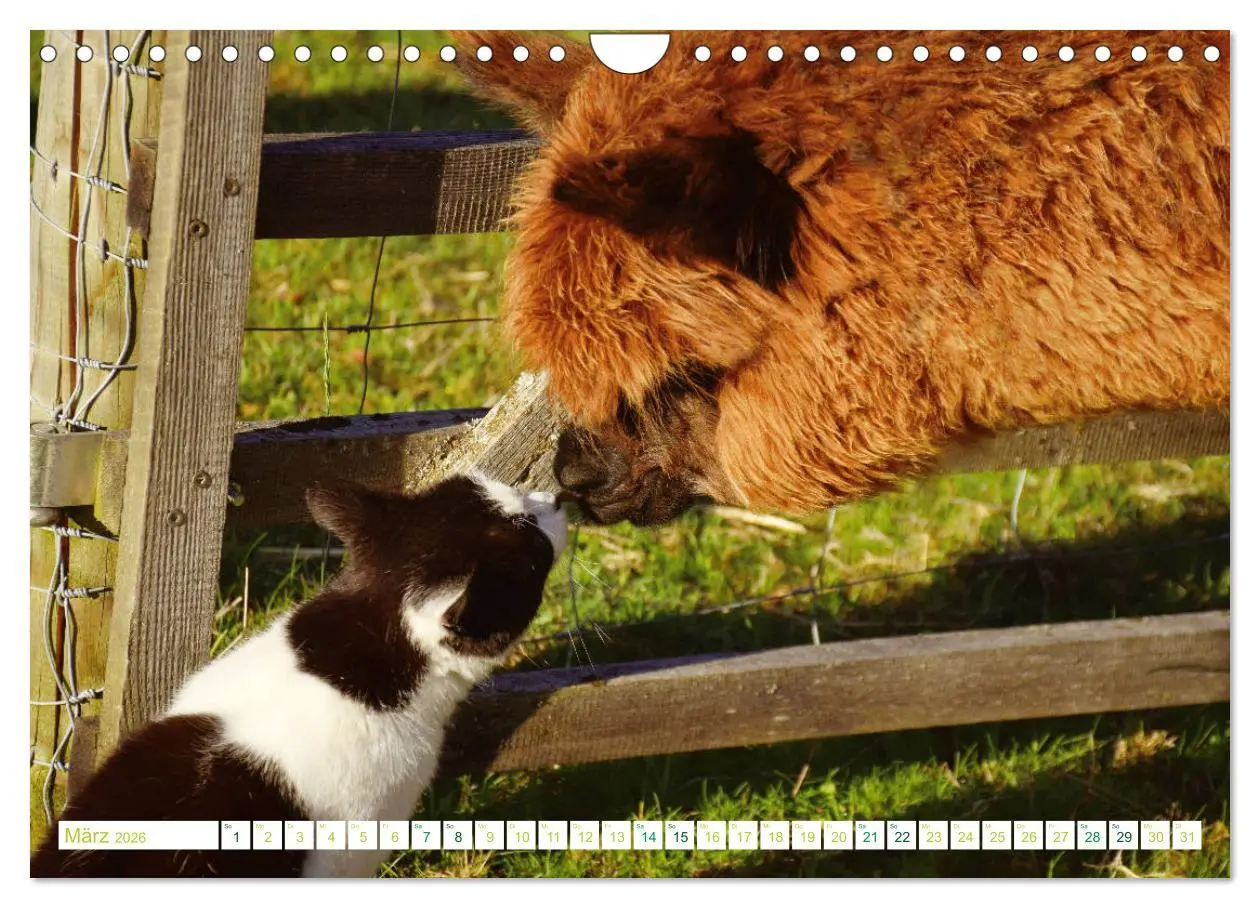 Bild: 9783457855508 | Unvergessliche Begegnungen mit Alpakas (Wandkalender 2026 DIN A4...