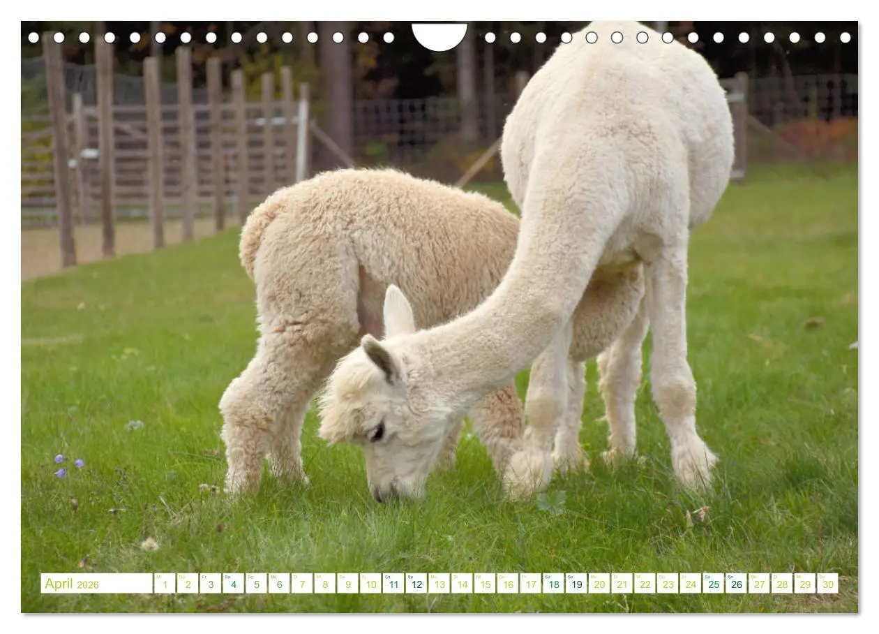 Bild: 9783457855508 | Unvergessliche Begegnungen mit Alpakas (Wandkalender 2026 DIN A4...