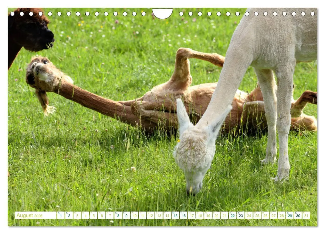 Bild: 9783457855508 | Unvergessliche Begegnungen mit Alpakas (Wandkalender 2026 DIN A4...