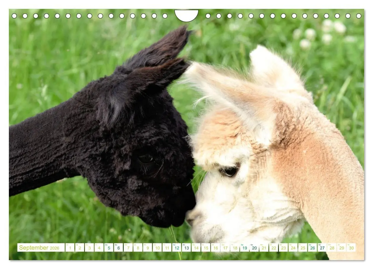 Bild: 9783457855508 | Unvergessliche Begegnungen mit Alpakas (Wandkalender 2026 DIN A4...