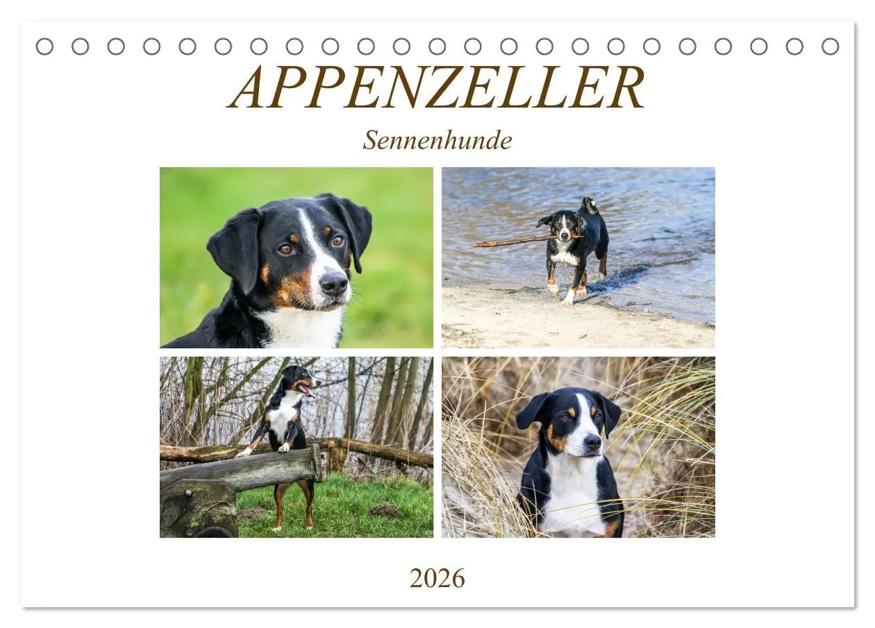 Cover: 9783457835708 | Appenzeller Sennenhunde (Tischkalender 2026 DIN A5 quer), CALVENDO...