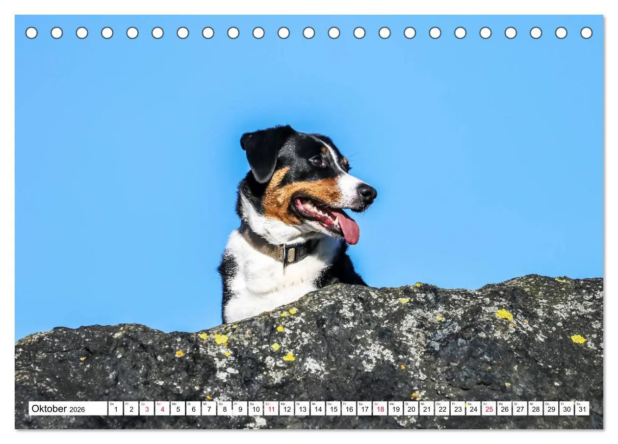Bild: 9783457835708 | Appenzeller Sennenhunde (Tischkalender 2026 DIN A5 quer), CALVENDO...