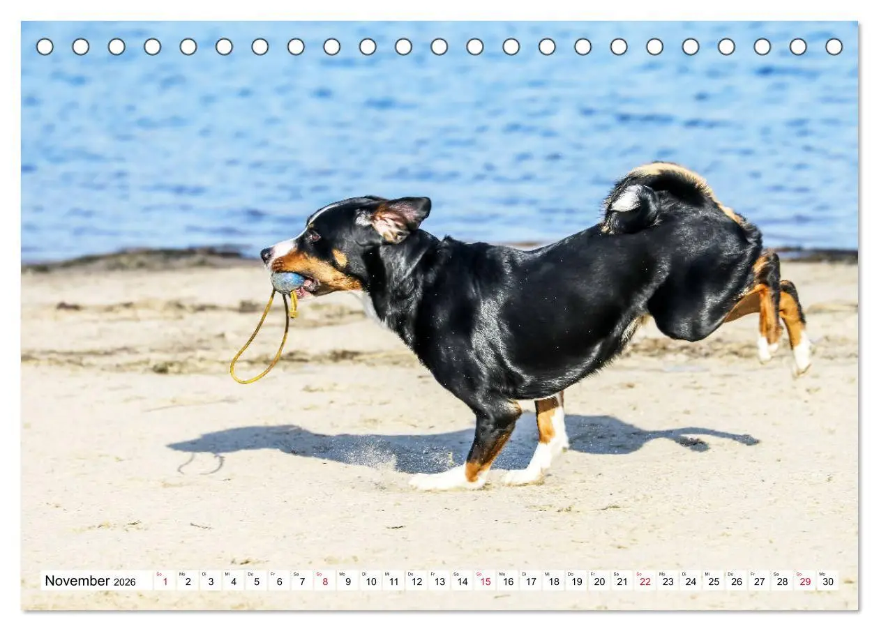 Bild: 9783457835708 | Appenzeller Sennenhunde (Tischkalender 2026 DIN A5 quer), CALVENDO...