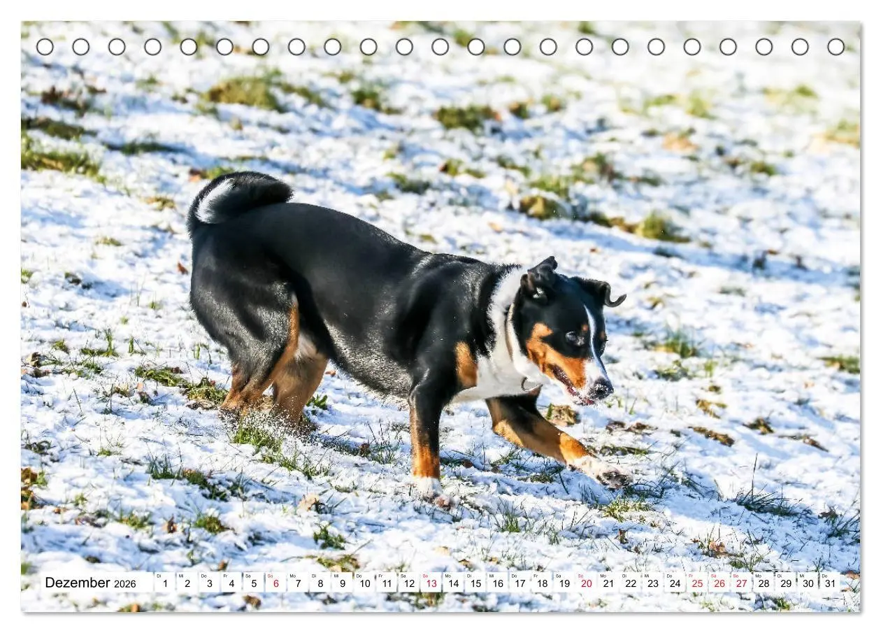Bild: 9783457835708 | Appenzeller Sennenhunde (Tischkalender 2026 DIN A5 quer), CALVENDO...