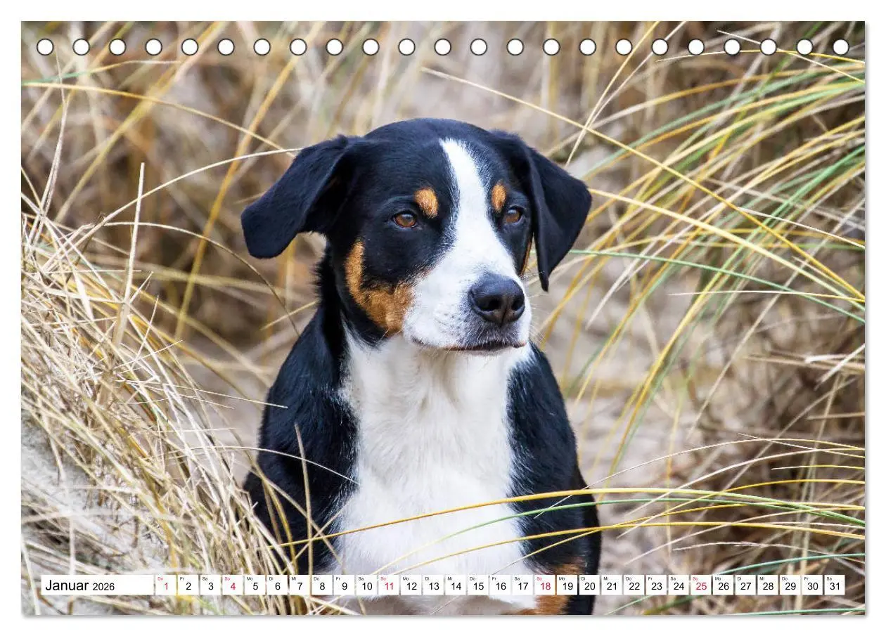 Bild: 9783457835708 | Appenzeller Sennenhunde (Tischkalender 2026 DIN A5 quer), CALVENDO...