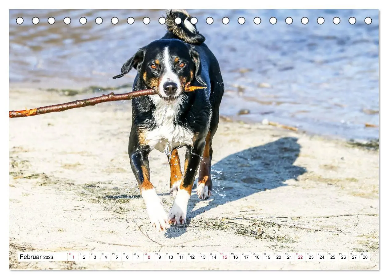 Bild: 9783457835708 | Appenzeller Sennenhunde (Tischkalender 2026 DIN A5 quer), CALVENDO...