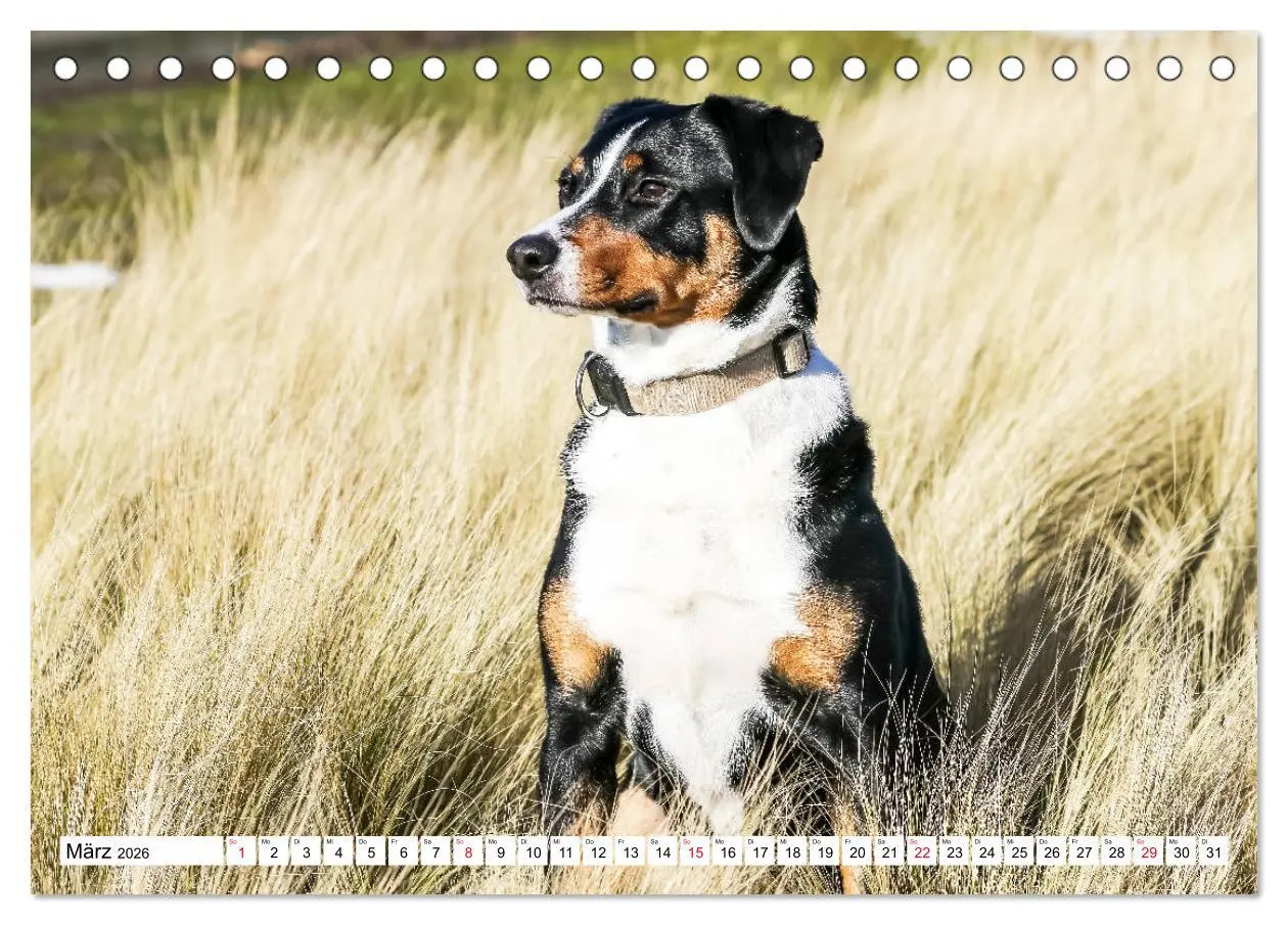 Bild: 9783457835708 | Appenzeller Sennenhunde (Tischkalender 2026 DIN A5 quer), CALVENDO...