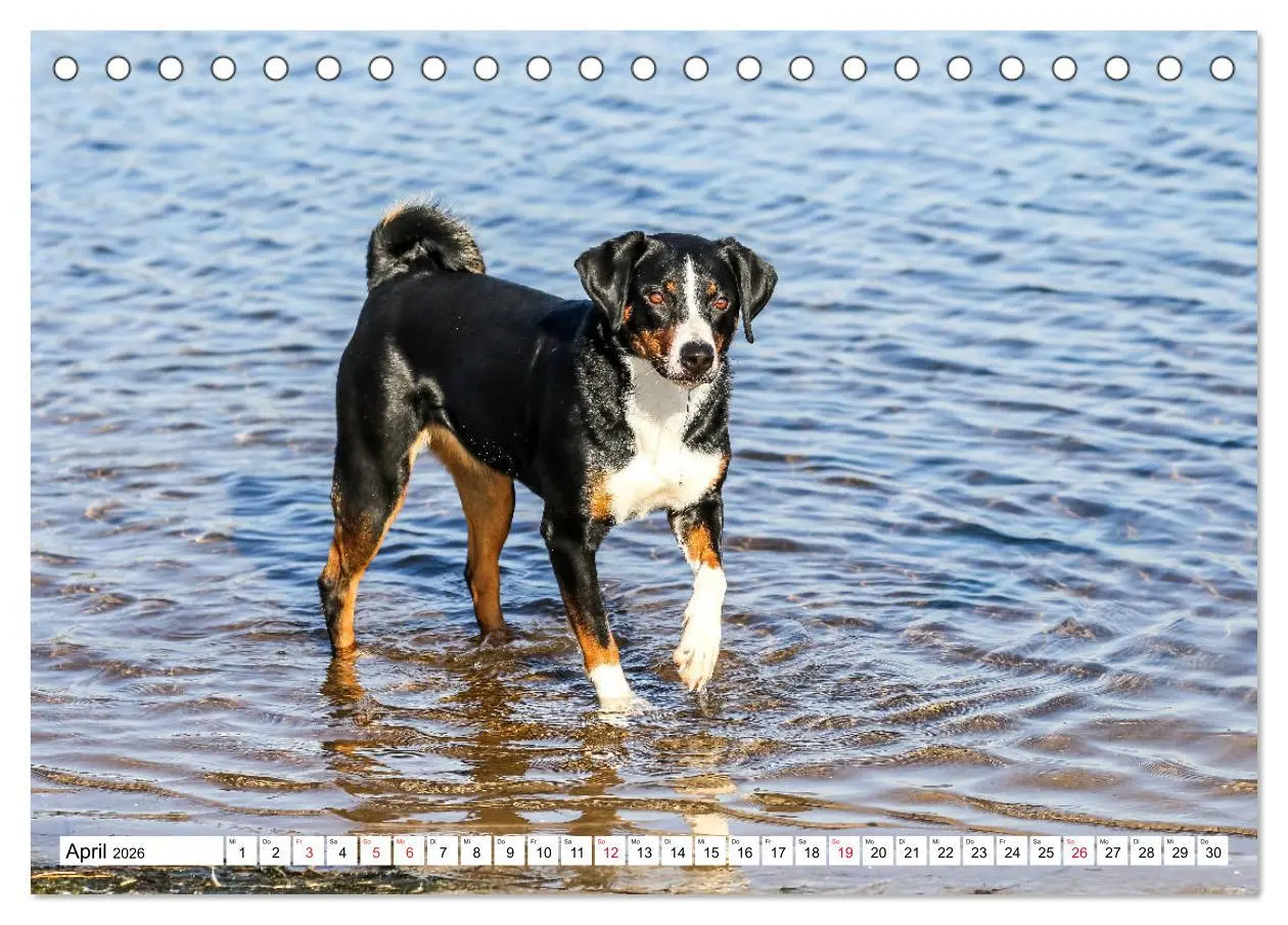 Bild: 9783457835708 | Appenzeller Sennenhunde (Tischkalender 2026 DIN A5 quer), CALVENDO...