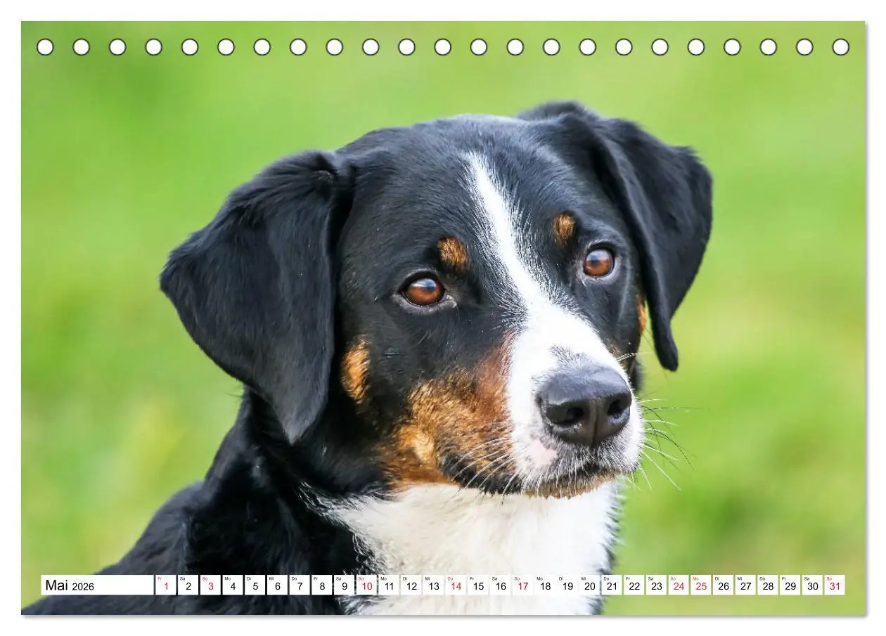 Bild: 9783457835708 | Appenzeller Sennenhunde (Tischkalender 2026 DIN A5 quer), CALVENDO...