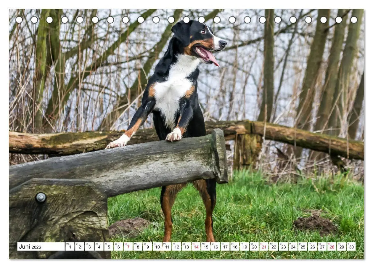 Bild: 9783457835708 | Appenzeller Sennenhunde (Tischkalender 2026 DIN A5 quer), CALVENDO...