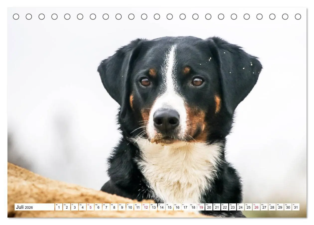 Bild: 9783457835708 | Appenzeller Sennenhunde (Tischkalender 2026 DIN A5 quer), CALVENDO...