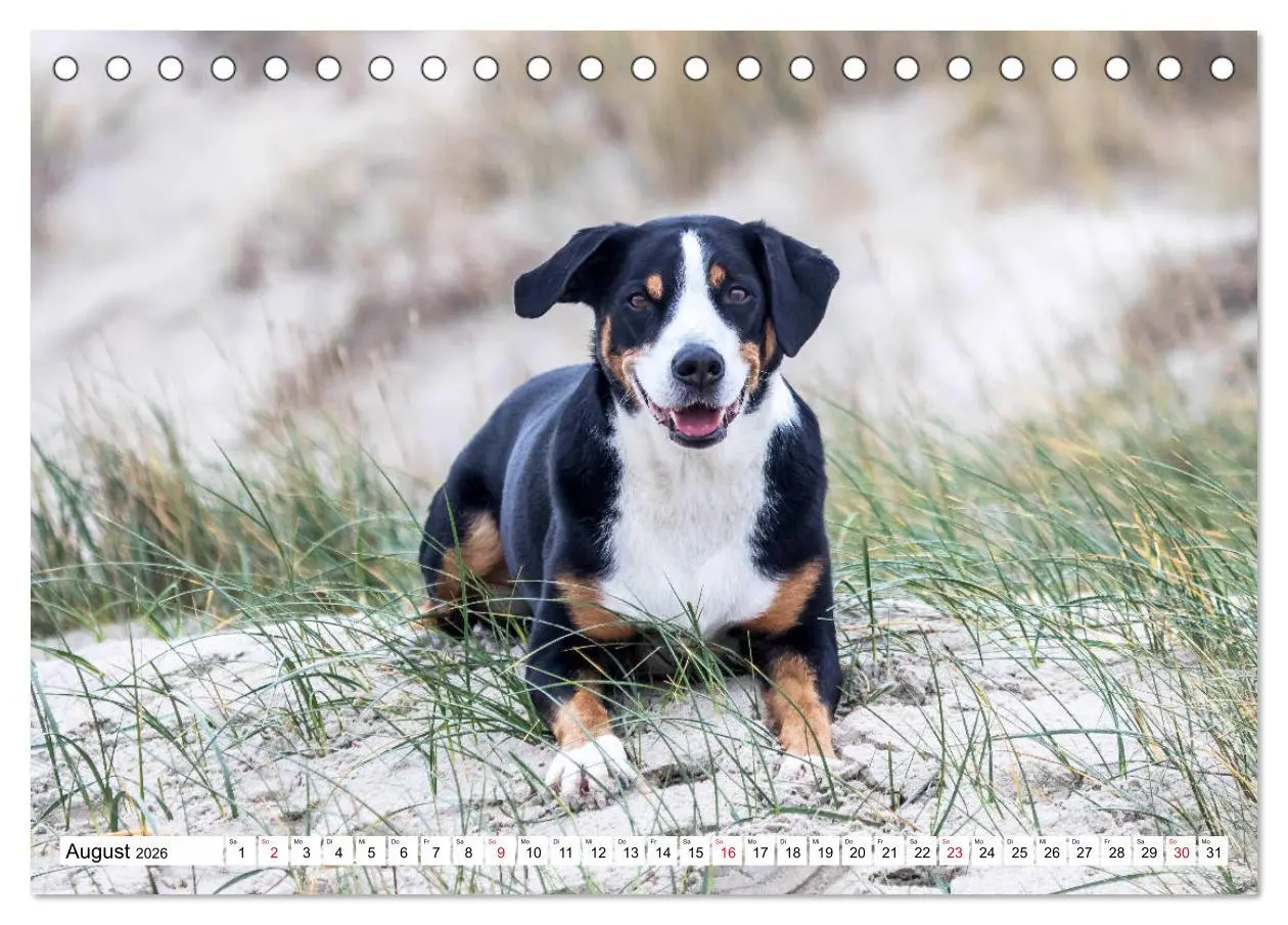 Bild: 9783457835708 | Appenzeller Sennenhunde (Tischkalender 2026 DIN A5 quer), CALVENDO...