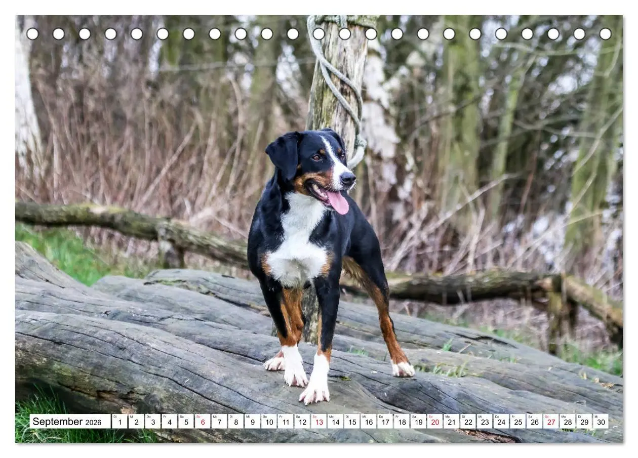 Bild: 9783457835708 | Appenzeller Sennenhunde (Tischkalender 2026 DIN A5 quer), CALVENDO...