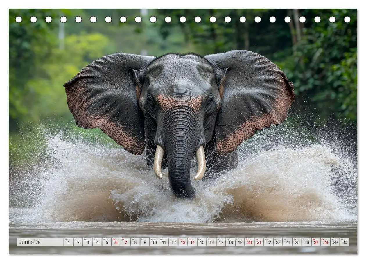 Bild: 9783516235708 | Wildes Leben im Regenwald (Tischkalender 2026 DIN A5 quer),...