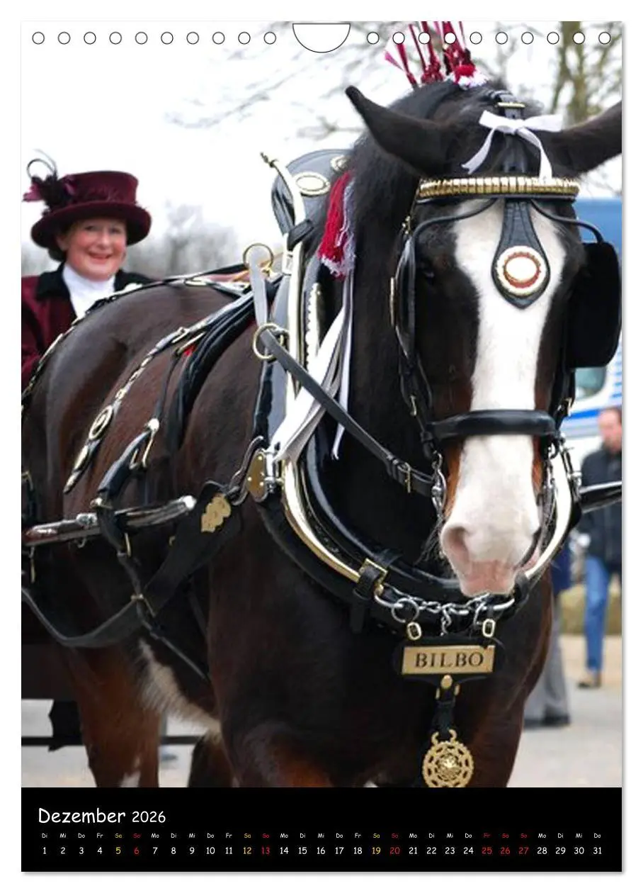 Bild: 9783516475708 | Shire Horse - Geschmückte Riesen (Wandkalender 2026 DIN A4 hoch),...