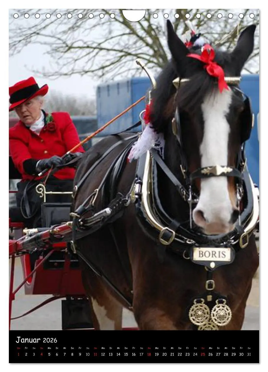 Bild: 9783516475708 | Shire Horse - Geschmückte Riesen (Wandkalender 2026 DIN A4 hoch),...