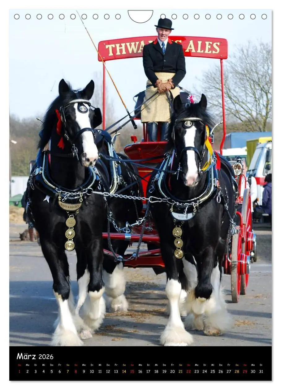 Bild: 9783516475708 | Shire Horse - Geschmückte Riesen (Wandkalender 2026 DIN A4 hoch),...