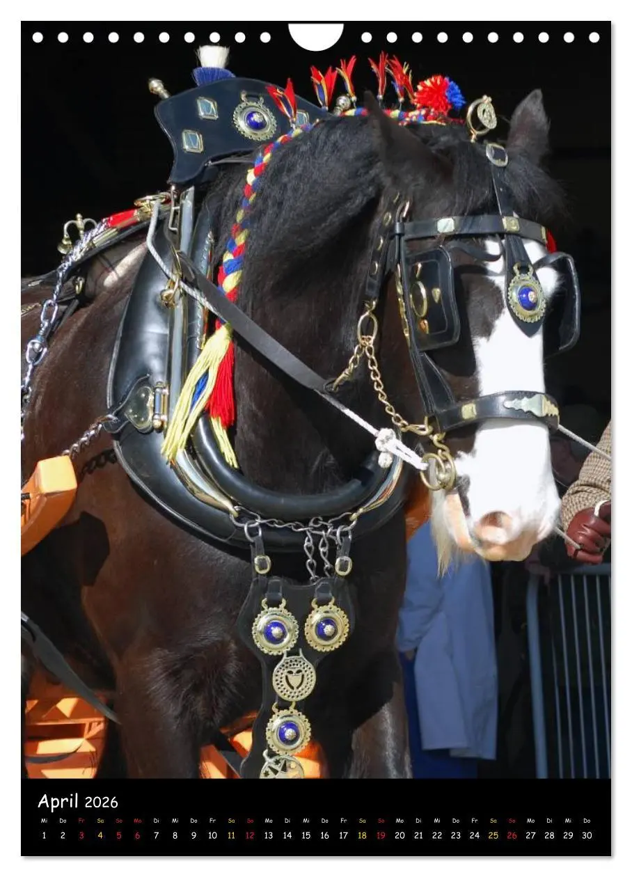 Bild: 9783516475708 | Shire Horse - Geschmückte Riesen (Wandkalender 2026 DIN A4 hoch),...