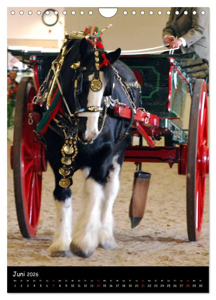 Bild: 9783516475708 | Shire Horse - Geschmückte Riesen (Wandkalender 2026 DIN A4 hoch),...