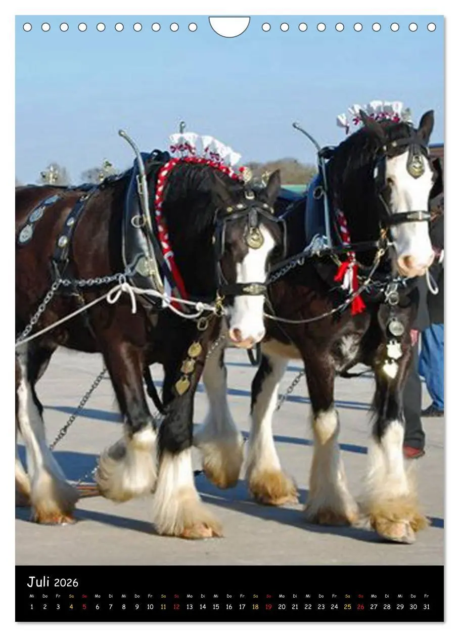 Bild: 9783516475708 | Shire Horse - Geschmückte Riesen (Wandkalender 2026 DIN A4 hoch),...