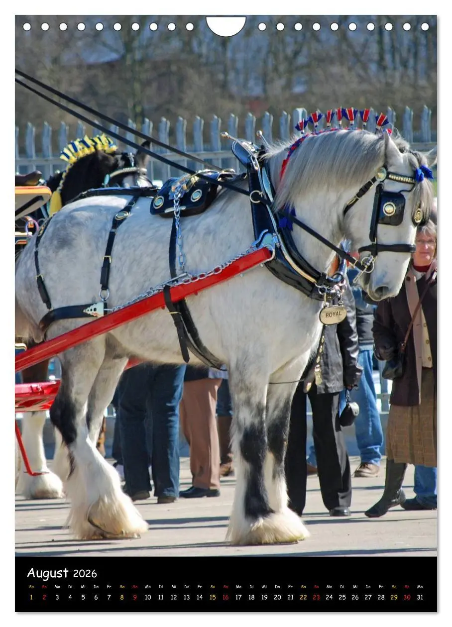Bild: 9783516475708 | Shire Horse - Geschmückte Riesen (Wandkalender 2026 DIN A4 hoch),...