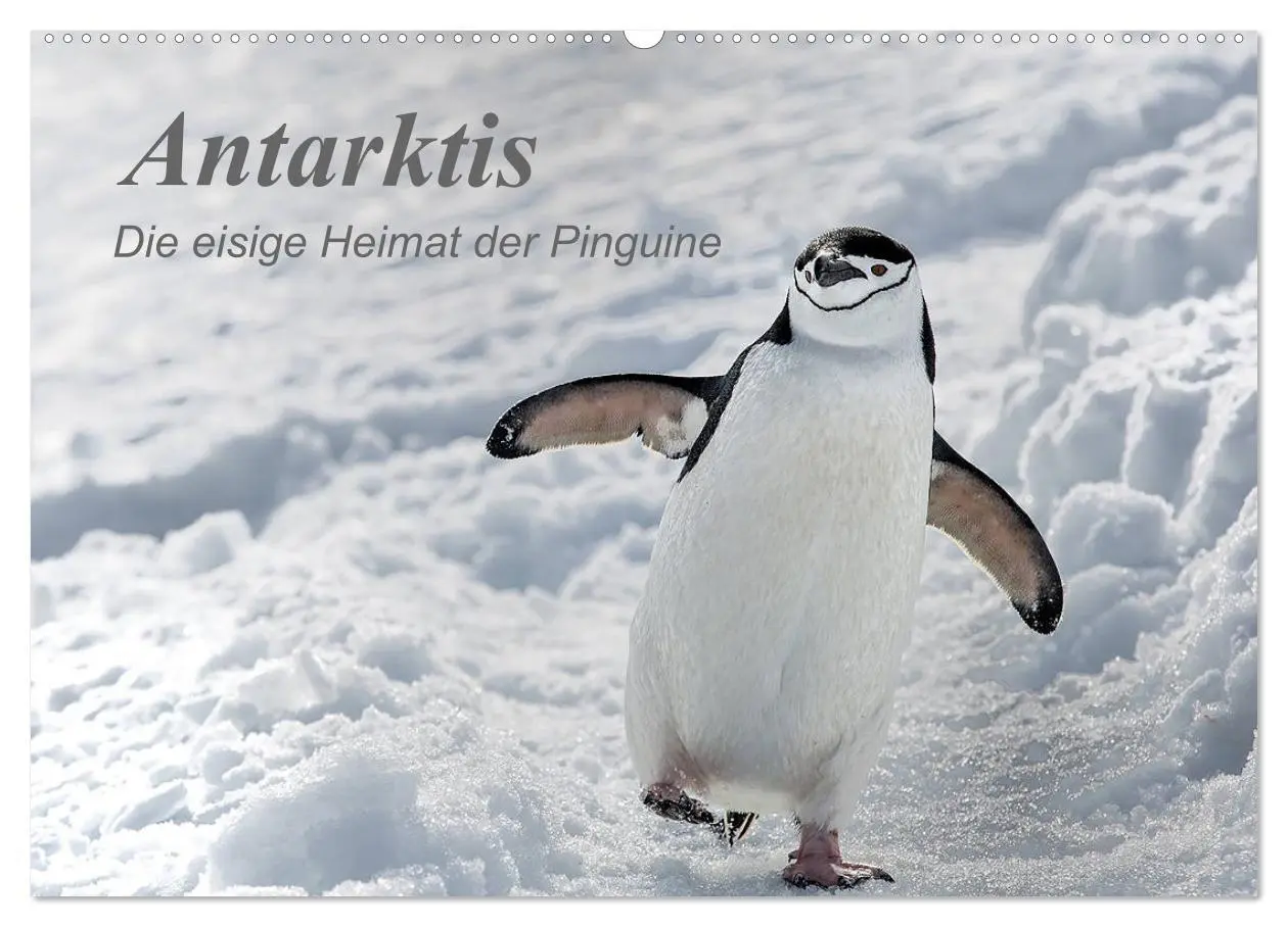 Cover: 9783435285808 | Antarktis, die eisige Heimat der Pinguine (Wandkalender 2025 DIN A2...