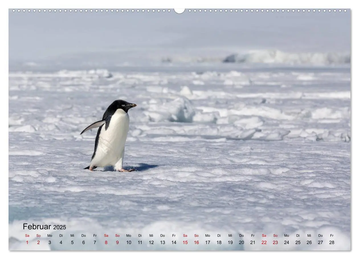 Bild: 9783435285808 | Antarktis, die eisige Heimat der Pinguine (Wandkalender 2025 DIN A2...