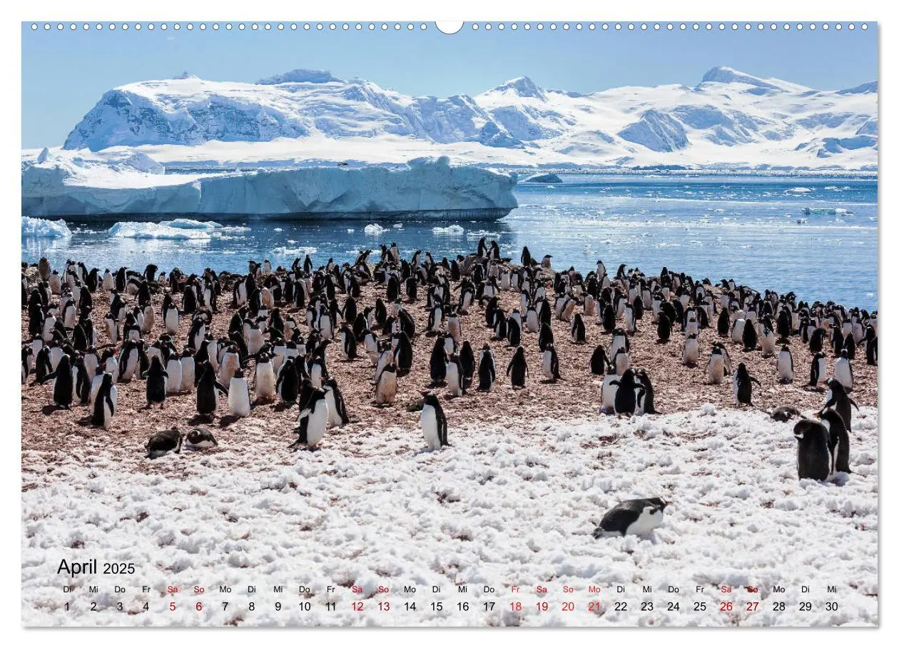 Bild: 9783435285808 | Antarktis, die eisige Heimat der Pinguine (Wandkalender 2025 DIN A2...
