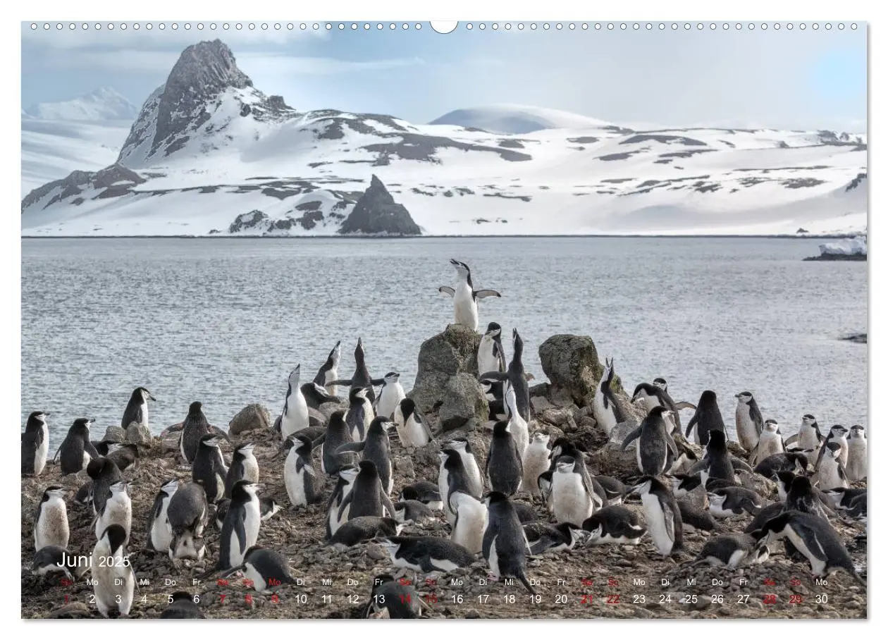 Bild: 9783435285808 | Antarktis, die eisige Heimat der Pinguine (Wandkalender 2025 DIN A2...