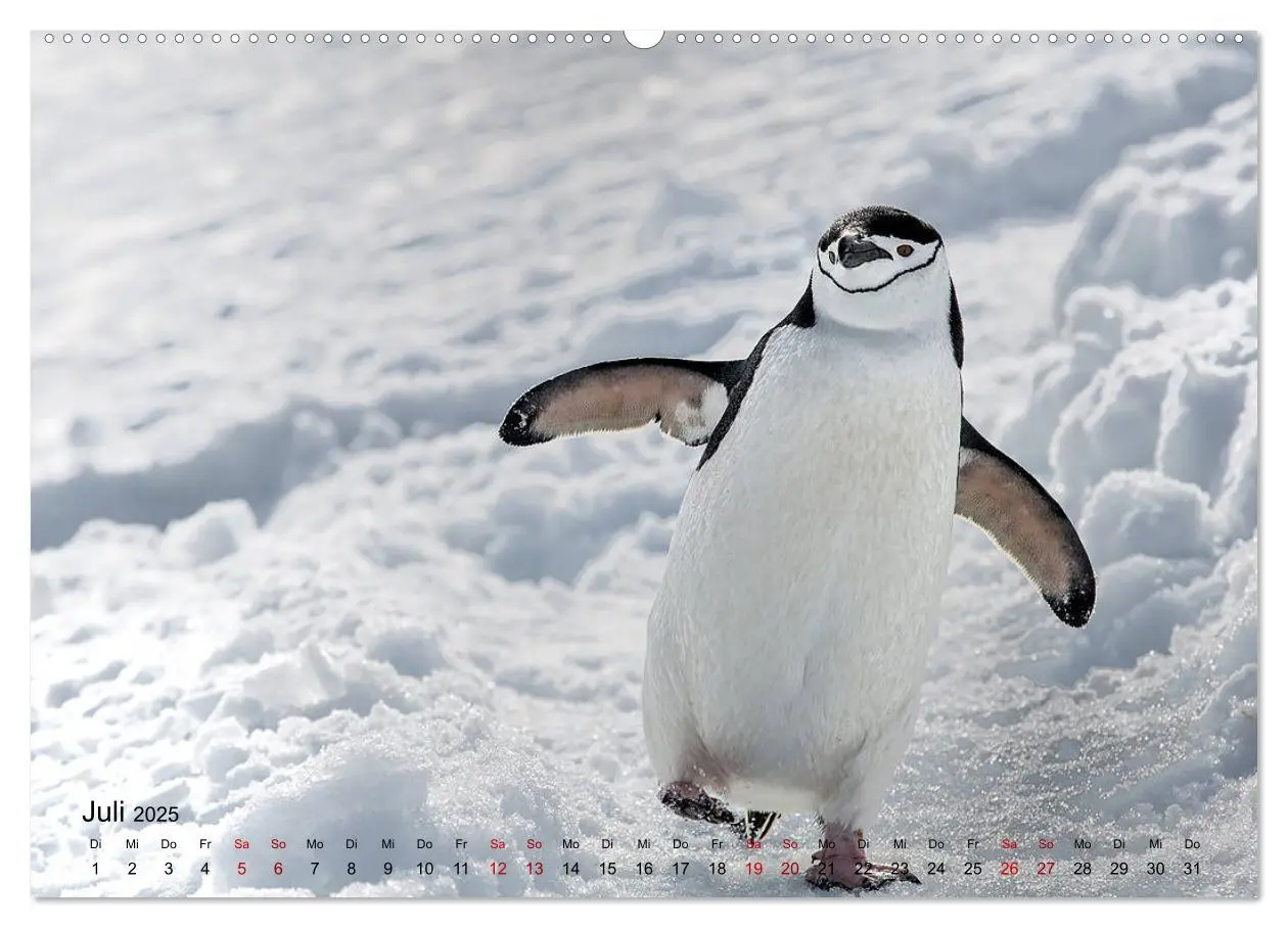 Bild: 9783435285808 | Antarktis, die eisige Heimat der Pinguine (Wandkalender 2025 DIN A2...
