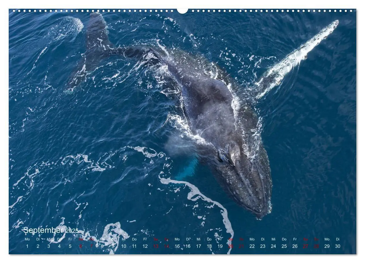 Bild: 9783435285808 | Antarktis, die eisige Heimat der Pinguine (Wandkalender 2025 DIN A2...