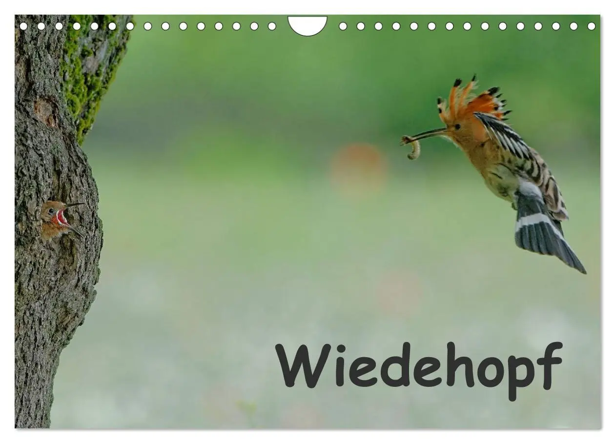 Cover: 9783457995808 | Wiedehopf (Wandkalender 2026 DIN A4 quer), CALVENDO Monatskalender