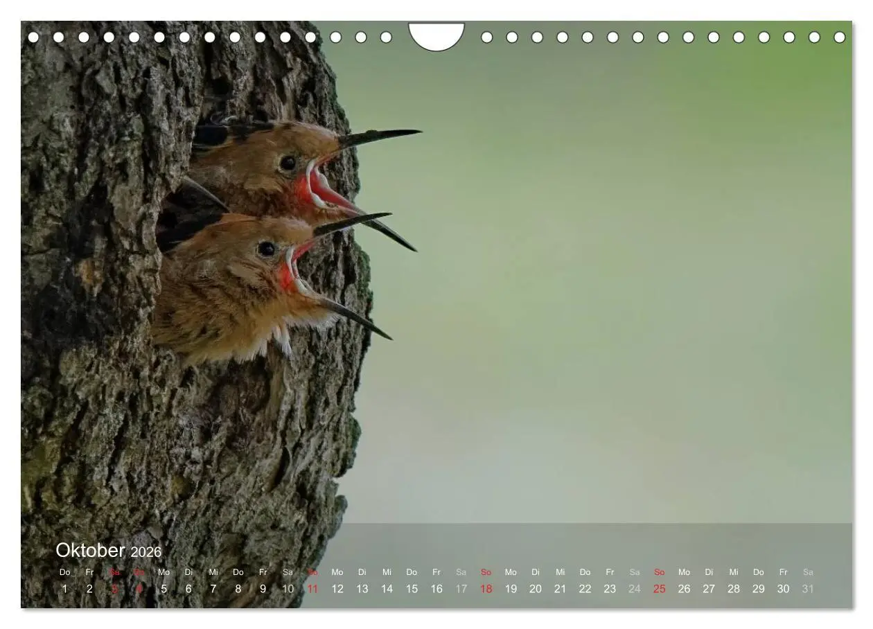 Bild: 9783457995808 | Wiedehopf (Wandkalender 2026 DIN A4 quer), CALVENDO Monatskalender