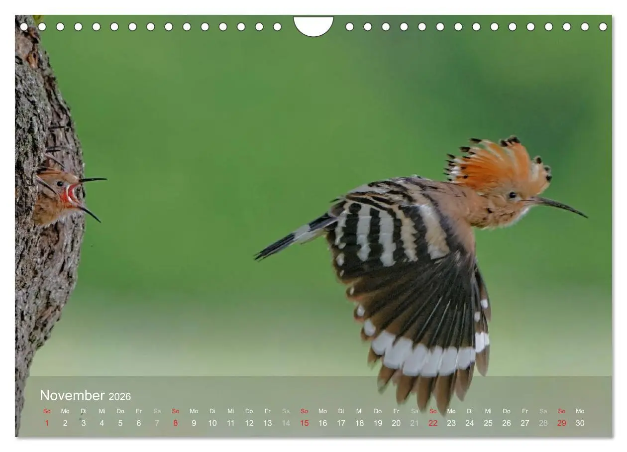 Bild: 9783457995808 | Wiedehopf (Wandkalender 2026 DIN A4 quer), CALVENDO Monatskalender