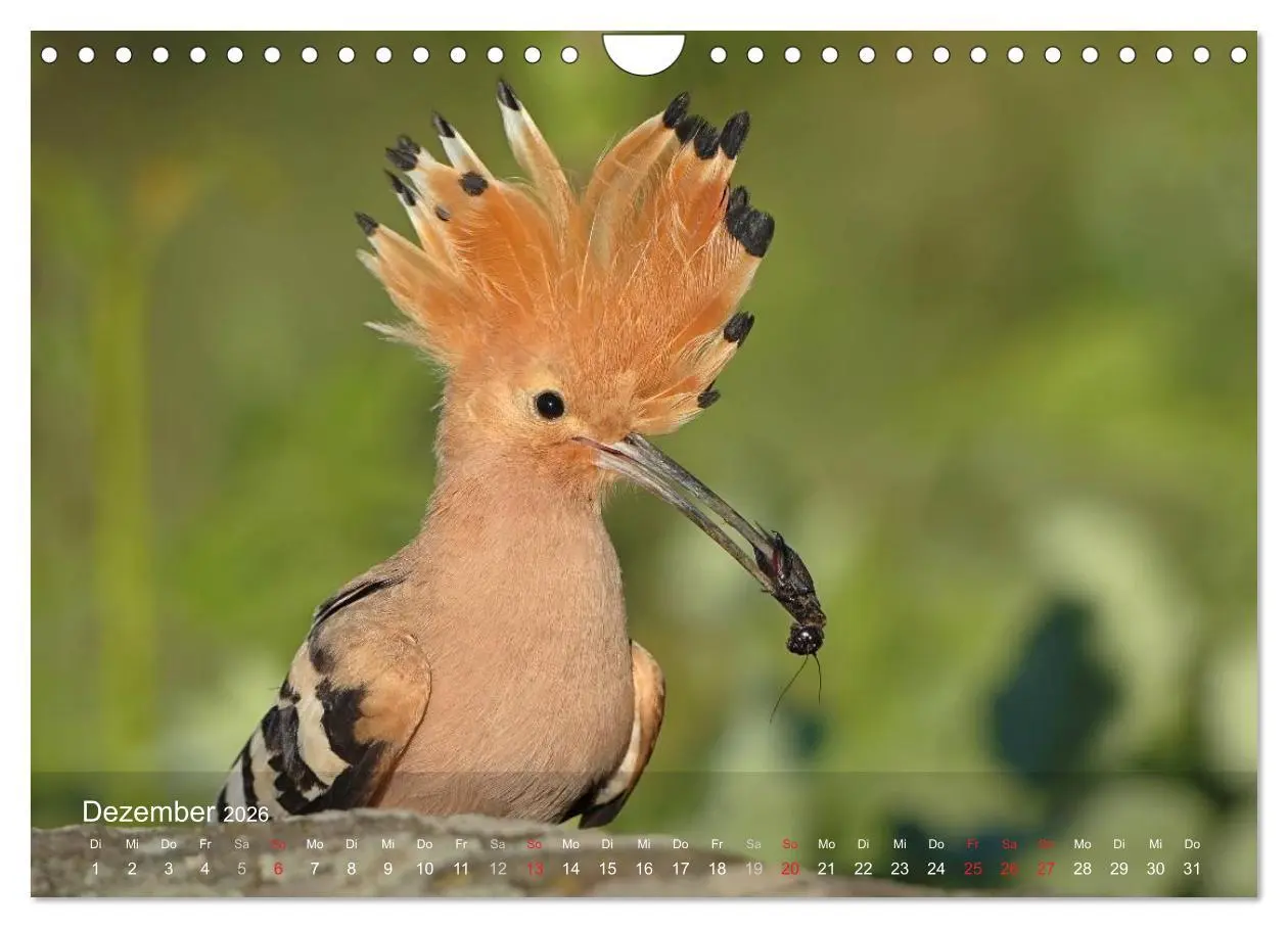 Bild: 9783457995808 | Wiedehopf (Wandkalender 2026 DIN A4 quer), CALVENDO Monatskalender