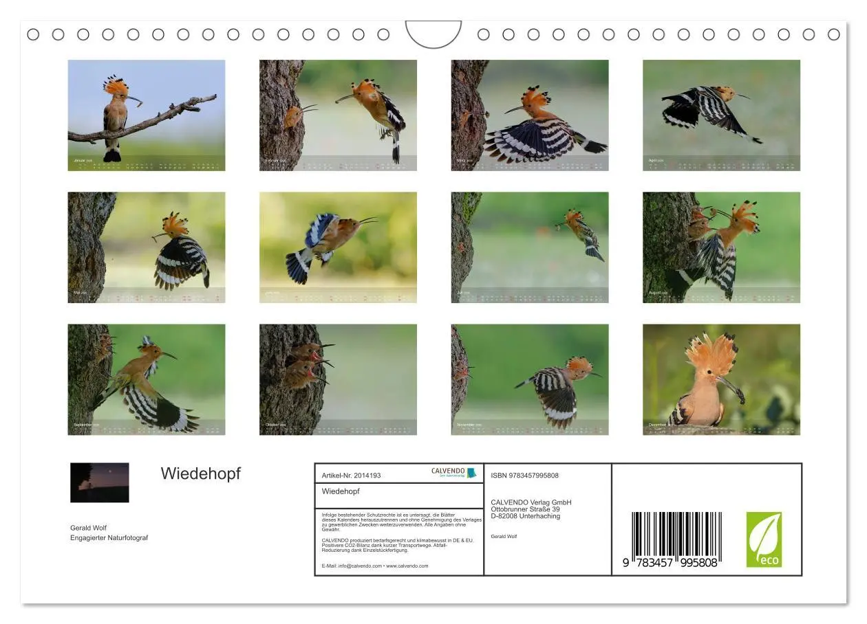 Bild: 9783457995808 | Wiedehopf (Wandkalender 2026 DIN A4 quer), CALVENDO Monatskalender