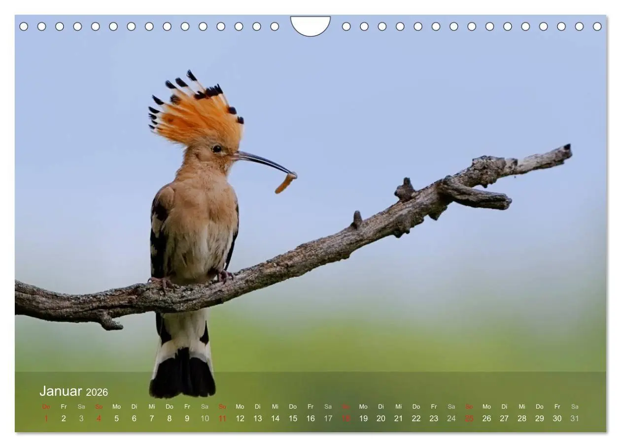 Bild: 9783457995808 | Wiedehopf (Wandkalender 2026 DIN A4 quer), CALVENDO Monatskalender
