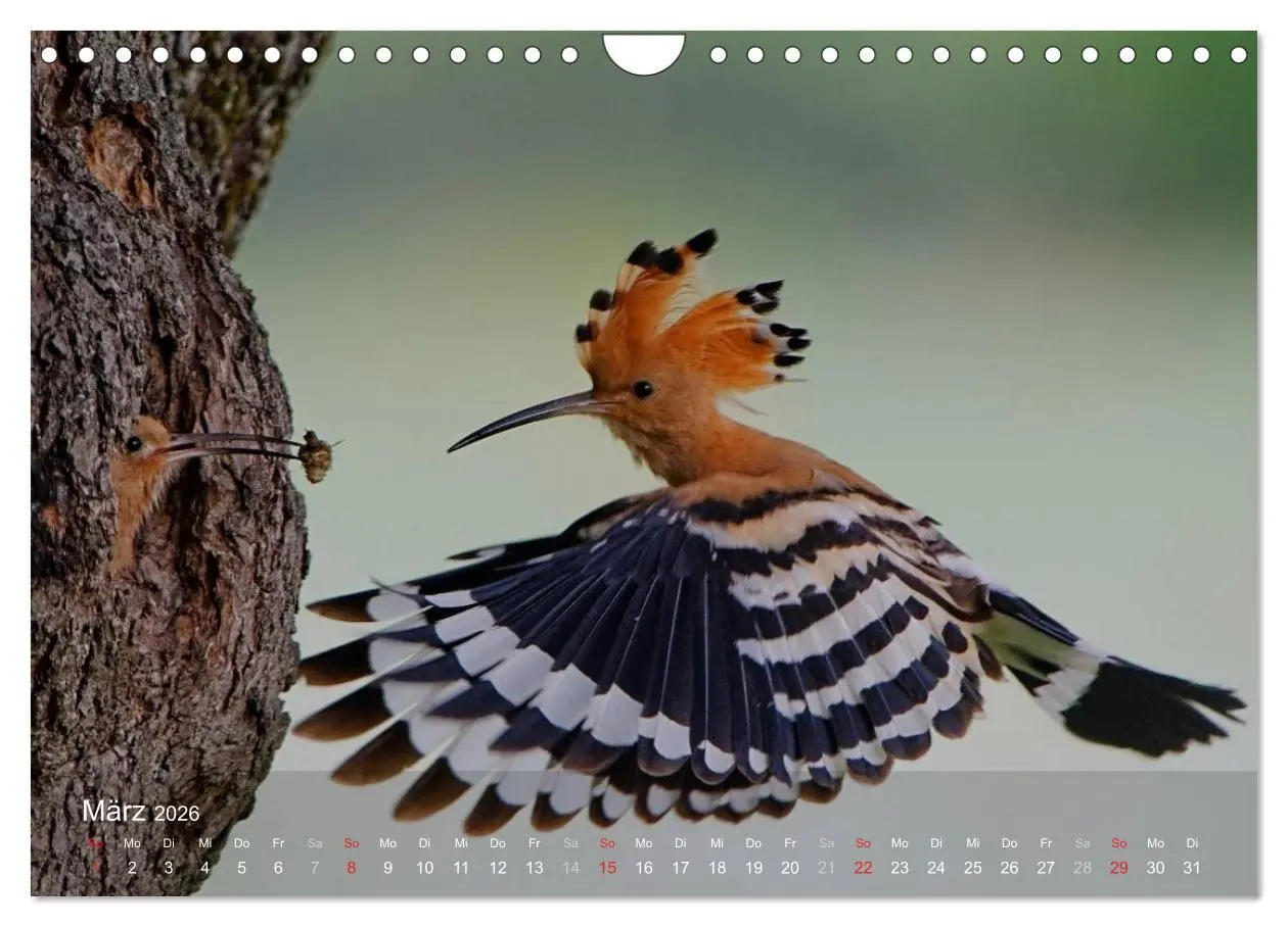 Bild: 9783457995808 | Wiedehopf (Wandkalender 2026 DIN A4 quer), CALVENDO Monatskalender