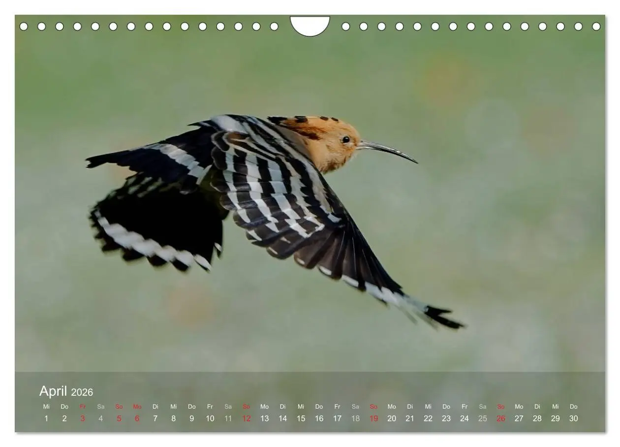Bild: 9783457995808 | Wiedehopf (Wandkalender 2026 DIN A4 quer), CALVENDO Monatskalender